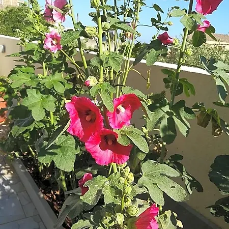 La Chiocciola فندق مبيت وإفطار 3*